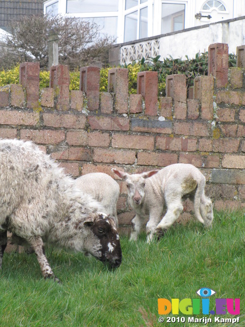 SX13413 The cutest lawnmowers